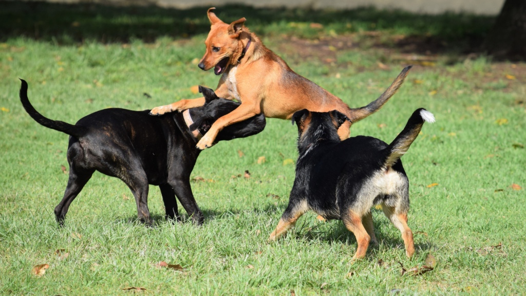 cani che giocano al dog city garden